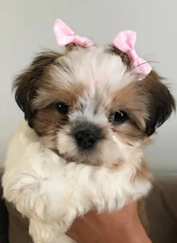 Filhotes De ShihTzu - Diga Olá Para Seu Novo Amigo Fiel E Companheiro