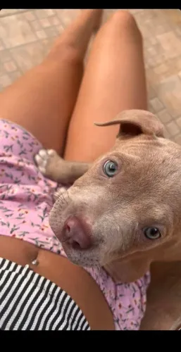 cachorro Pitbull