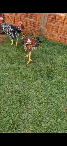 Frango GSB