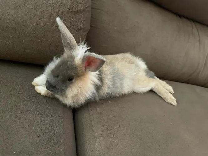 Coelho Mini Lion 