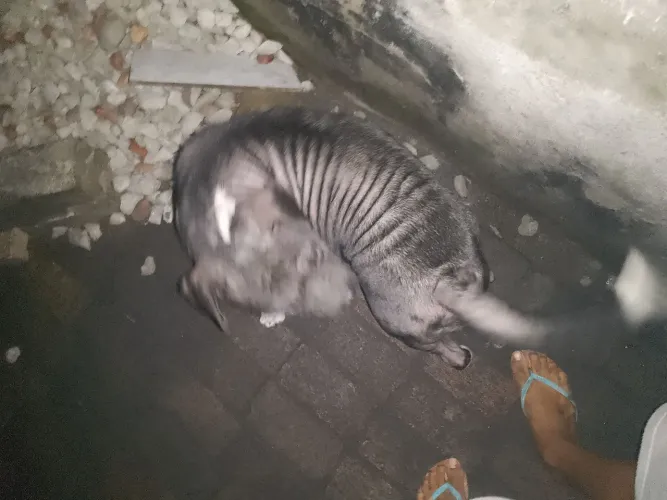 Pitbull pura só tá com pelagem