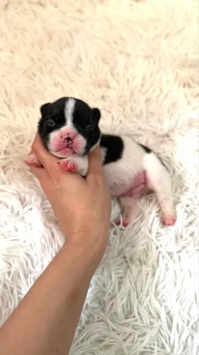 Bulldog francês 