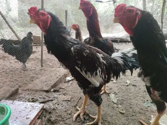 Galos Índio Gigantes