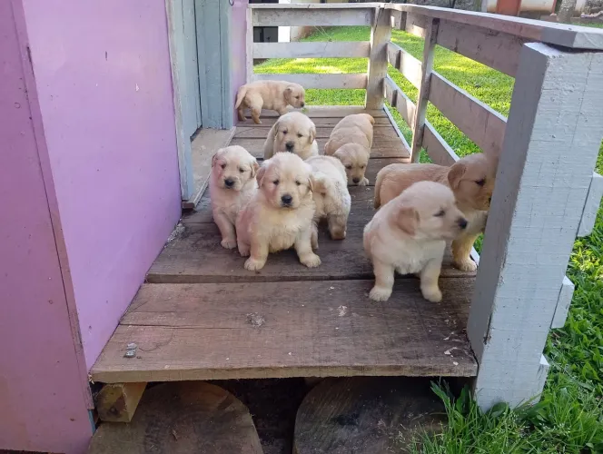 Filhotes Golden Retriever