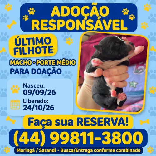 Filhote