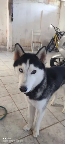 Vendo
