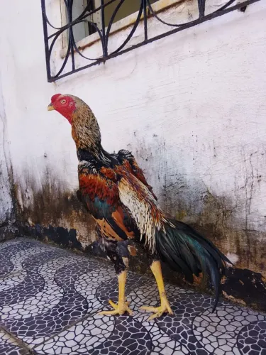 Frangos shamo