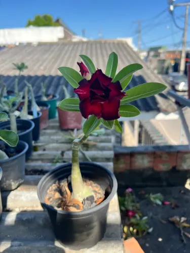 Rosa do deserto em Manaus