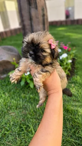 Filhotes de shih tzu