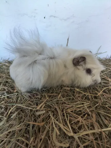 Porquinho da índia peruano macho 