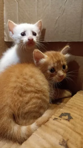 Gatinhos pra adoção urgente