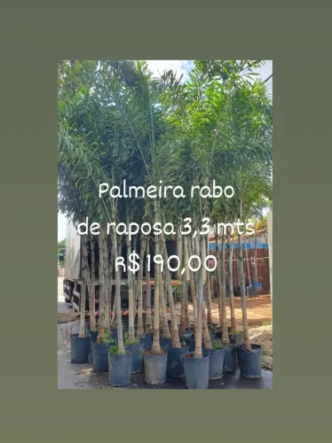 Palmeira rabo de raposa