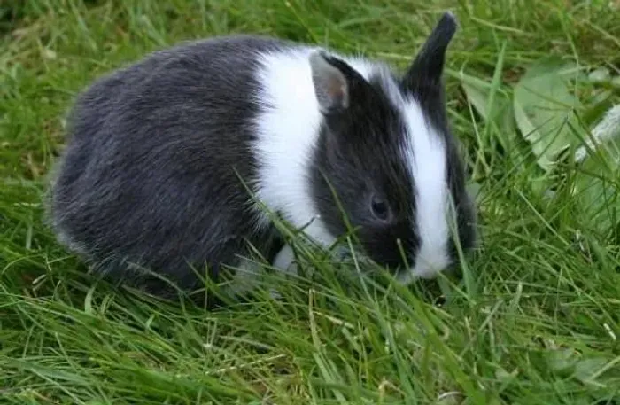 Vendo Mini Coelhos 