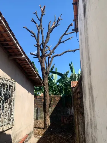 Corte e poda de arvores e palmeiras