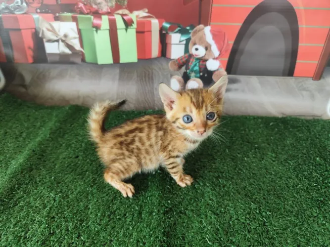 Gatinho Bengal MACHO