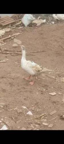 Vendo lindo ganso macho