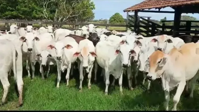 Fêmeas Nelore - Lote com 20 novilhas de ótima genética