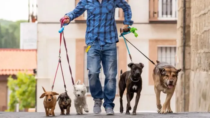 Pet passeios