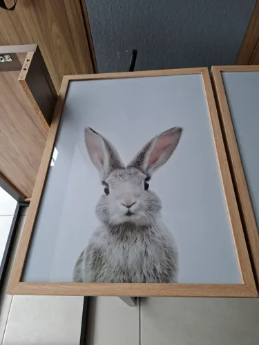Quadro Decorativo Coelho, lama, porco e porco espinho.