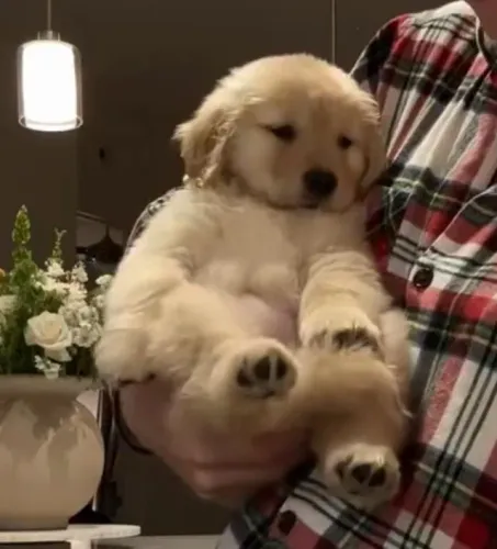 Golden retriever jangueiro 