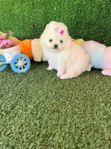 Lulu da pomerania fêmea anão