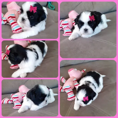 Shih Tzu para adquirir 