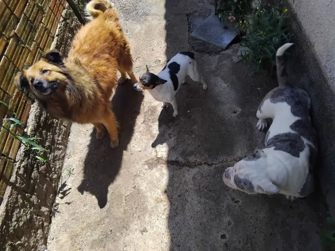 Doação responsável