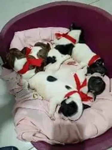 Bulldog Francês cheirinho de bebe