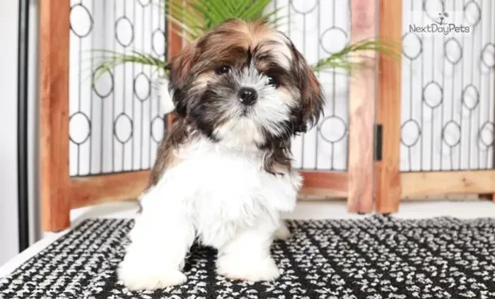 Shih-Tzu Pequeno Fêmea Tricolor Filhote Carinhoso e Sociável