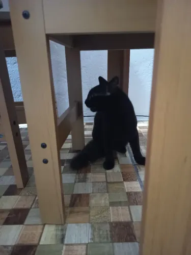 Gato preto doação