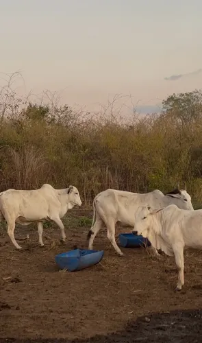 Vendo Vacas Nelore e Mestiça