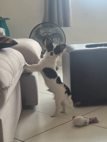 Chiuhauha pelo longo