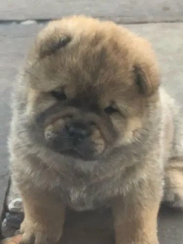 Chow Chow,Chow Chow Filhote Vacinado e Vermifugado