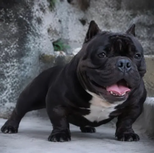 Padreador Nano American Bully exótic 