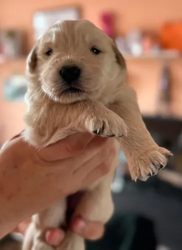 Filhotes Golden Retriever