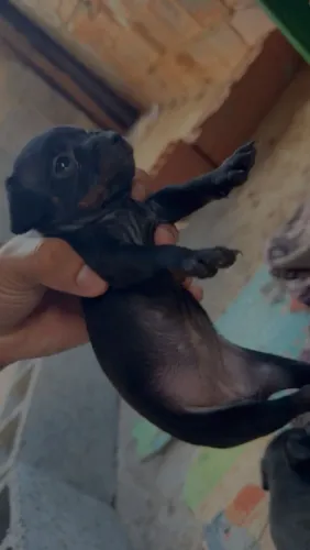 Cachorro 