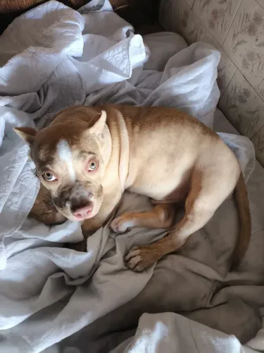 American Bully macho