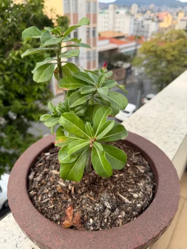 Rosa do deserto 