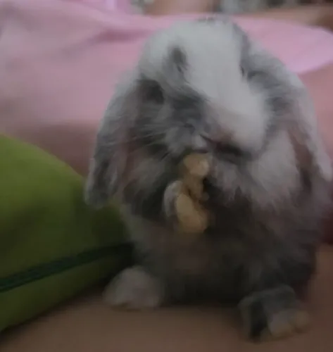COELHO MINI LOP PADRÃO URUGUAIO 
