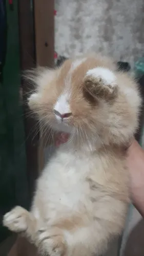 Coelho cabeça de leão