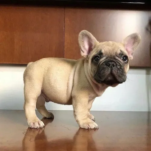 Bulldogue Francês - Companheiros Cheios De Atenção 