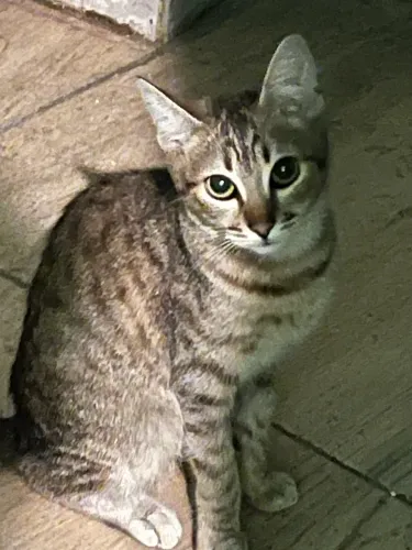 Doação de gatinho macho