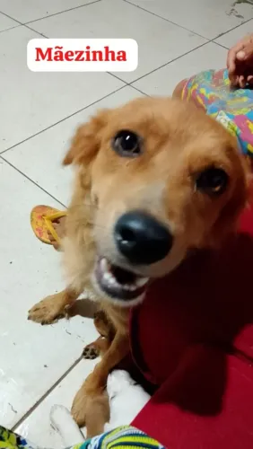 Doação de animais