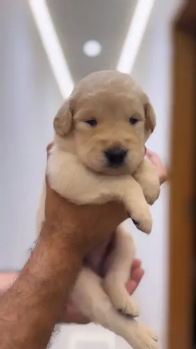 Vendo filhotes de Golden Retrivier pura raça