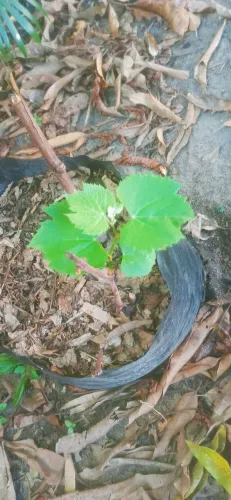 Muda de pe de uva verde 