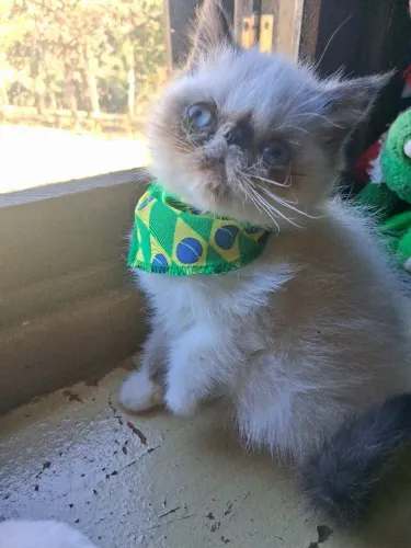 Linda Exoticazinha mini nariz,  aproveite!