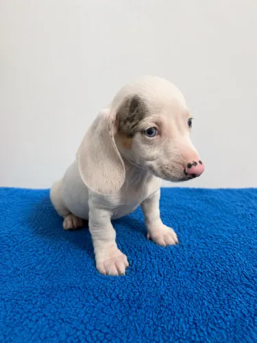 Dachshund salsicha