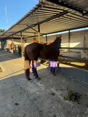 Égua quarto de milha PO