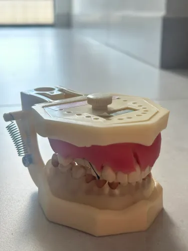 Manequim periodontia odontologia