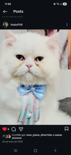 Gato persa macho